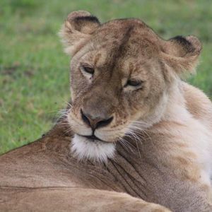 Meet your Posher, Allyson